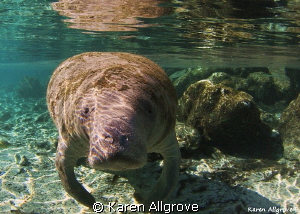 Endangered West Indian Manatee - coming in for her close up! by Karen Allgrove 